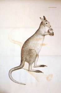 kangaroo-lambert-196x300